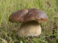 Boletus edulis 23, Gewoon eekhoorntjesbrood, Saxifraga-Willem van Kruijsbergen