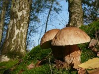 Boletus edulis 27, Gewoon eekhoorntjesbrood, Saxifraga-Tom Heijnen