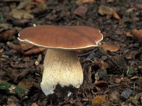 Boletus edulis 3, Gewoon eekhoorntjesbrood, Saxifraga-Jan de Laat