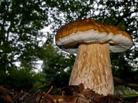 Boletus edulis 7, Gewoon eekhoorntjesbrood, Saxifraga-Rik Kruit