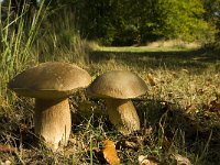 Boletus edulis 8, Gewoon eekhoorntjesbrood, Saxifraga-Jan van der Straaten