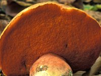 Neoboletus erythropus 2, Gewone heksenboleet, Saxifraga-Jan de Laat