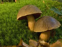 Neoboletus erythropus 3, Gewone heksenboleet, Saxifraga-Willem van Kruijsbergen