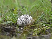 Bovista plumbea, Grey Puffball