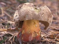 Caloboletus calopus, Beech Bolete