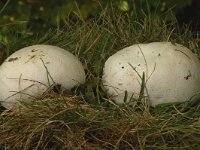 Calvatia gigantea