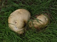 Calvatia gigantea 3, Reuzenbovist, Saxifraga-Luuk Vermeer