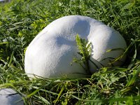 Calvatia gigantea 8, Reuzenbovist, Saxifraga-Luuk Vermeer