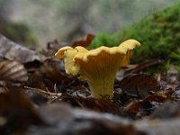 Cantharellus cibarius 14, Hanenkam, Saxifraga-Luuk Vermeer