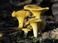 Cantharellus cibarius 6, Hanenkam, Saxifraga-Luuk Vermeer