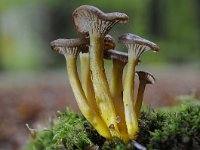 Cantharellus tubaeformis 12, Trechtercantharel, Saxifraga-Luuk Vermeer