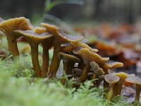 Cantharellus tubaeformis 15, Trechtercantharel, Saxifraga-Luuk Vermeer