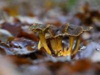 Cantharellus tubaeformis 17, Trechtercantharel, Saxifraga-Luuk Vermeer