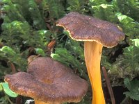 Cantharellus tubaeformis var lutescens 4, Trechtercantharel, Saxifraga-Jan de Laat