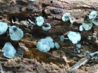 Chlorociboria aeruginascens