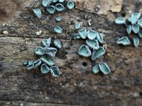 Chlorociboria aeruginascens 4, Gewone kopergroenbekerzwam, Saxifraga-Luuk Vermeer