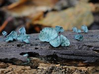 Chlorociboria aeruginascens 8, Gewone kopergroenbekerzwam, Saxifraga-Luuk Vermeer