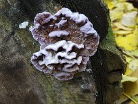 Fungus Silver leaf (Chondrostereum purpureum) on poplar  Fungus Silver leaf (Chondrostereum purpureum) on poplar : autumn, autumnal, Chondrostereum purpureum, curls, curly, fall, fungi, fungus, many, natural, nature, silver leaf, no people, nobody, non urban scene, rural, rural scene, tree, trunk, poplar, populus