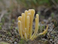 Clavaria argillacea 11, Heideknotszwam, Saxifraga-Luuk Vermeer