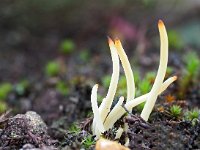 Clavaria argillacea 36, Heideknotszwam, Saxifraga-Hans Dekker