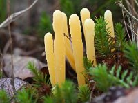 Clavaria argillacea 38, Heideknotszwam, Saxifraga-Hans Dekker