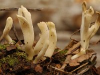 Clavulina rugosa 3, Rimpelige koraalzwam, Saxifraga-Marijke Verhagen