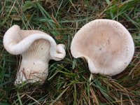 Clitocybe geotropa 2, Grote trechterzwam, Saxifraga-Jan Willem Jongepier