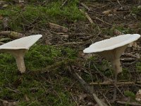 Clitocybe geotropa 3, Grote trechterzwam, Saxifraga-Willem van Kruijsbergen