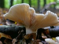 Clitocybe nebularis 11, Nevelzwam, Saxifraga-Tom Heijnen