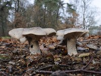 Clitocybe nebularis 6, Nevelzwam, Saxifraga-Luuk Vermeer