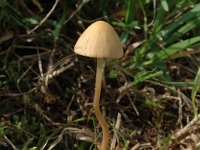 Conocybe albipes