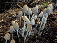 Coprinellus callinus 3, Slanke donsinktzwam, Saxifraga-Lucien Rommelaars