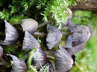 Coprinellus disseminatus 12, Zwerminktzwam, Saxifraga-Tom Heijnen