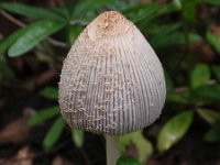 Coprinellus ellisii