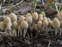 Coprinellus micaceus 16, Gewone glimmerinktzwam, Saxifraga-Willem van Kruijsbergen