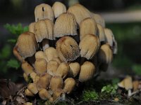 Coprinellus micaceus 2, Gewone glimmerinktzwam, Saxifraga-Luuk Vermeer