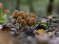 Coprinellus micaceus 3, Gewone glimmerinktzwam, Saxifraga-Luuk Vermeer