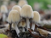 Coprinellus micaceus 7, Gewone glimmerinktzwam, Saxifraga-Luuk Vermeer