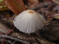 Coprinellus xanthothrix 3, Kleine viltinktzwam, Saxifraga-Jan Willem Jongepier