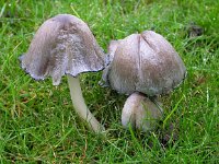 Coprinopsis atramentaria, Common Inkcap