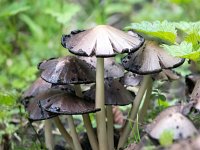 Coprinopsis atramentaria 5, Grote kale inktzwam, Saxifraga-Bart Vastenhouw