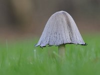 Coprinopsis atramentaria 6, Grote kale inktzwam, Saxifraga-Luuk Vermeer