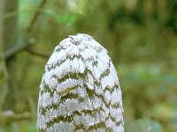 Coprinopsis picaceus, Magpie fungus