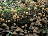 Coprinellus disseminatus 4, Zwerminktzwam, Saxifraga-Jan de Laat