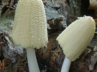 Coprinellus domesticus 2, Grote viltinktzwam, Saxifraga-Lucien Rommelaars