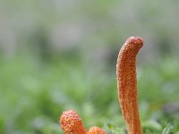 Cordyceps militaris 13, Rupsendoder, Saxifraga-Luuk Vermeer