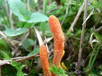 Cordyceps militaris 2, Rupsendoder, Saxifraga-Jan Willem Jongepier