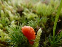 Cordyceps militaris 7, Rupsendoder, Saxifraga-Ed Stikvoort