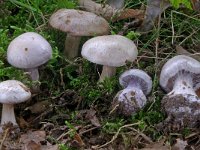 Cortinarius alboviolaceus 5, Lila gordijnzwam, Saxifraga-Lucien Rommelaars