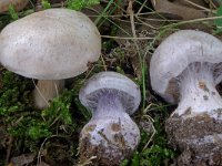 Cortinarius alboviolaceus 6, Lila gordijnzwam, Saxifraga-Lucien Rommelaars